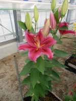 [5552 PO55 No01.JPG]